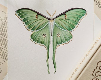 Original Moth Painting - Luna Moth