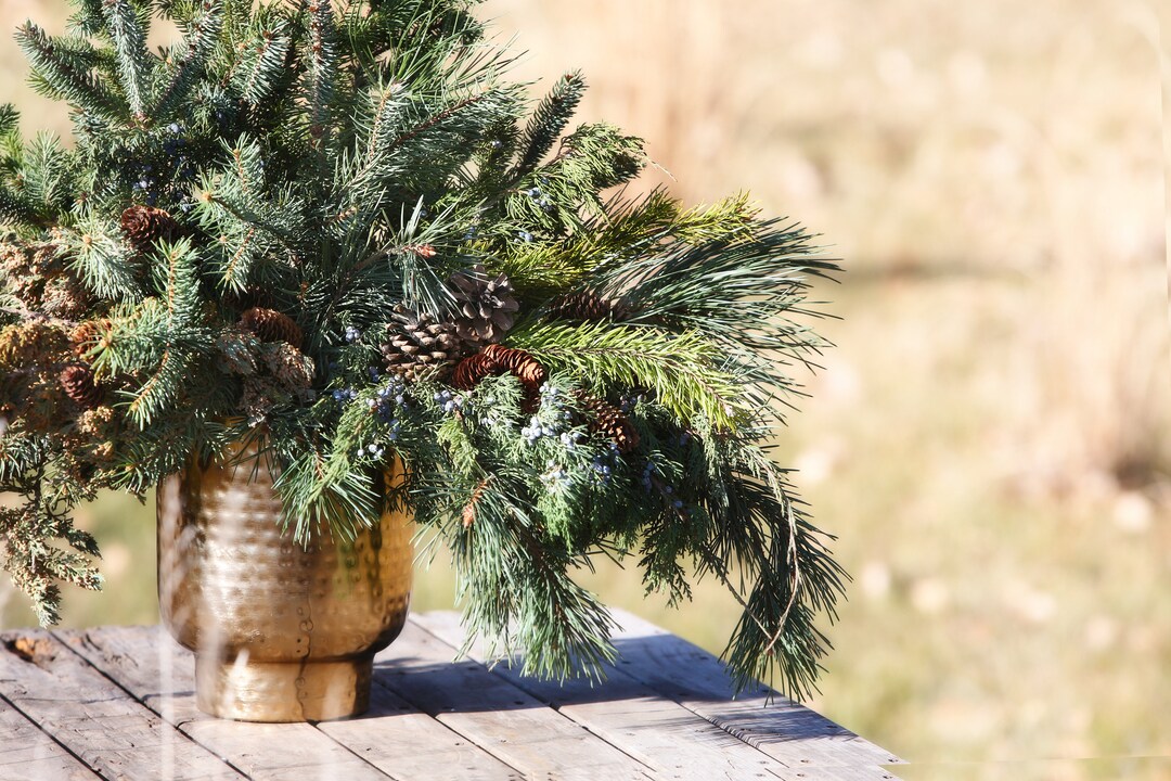 Fresh Cut Evergreen Branches and Pinecones - Etsy