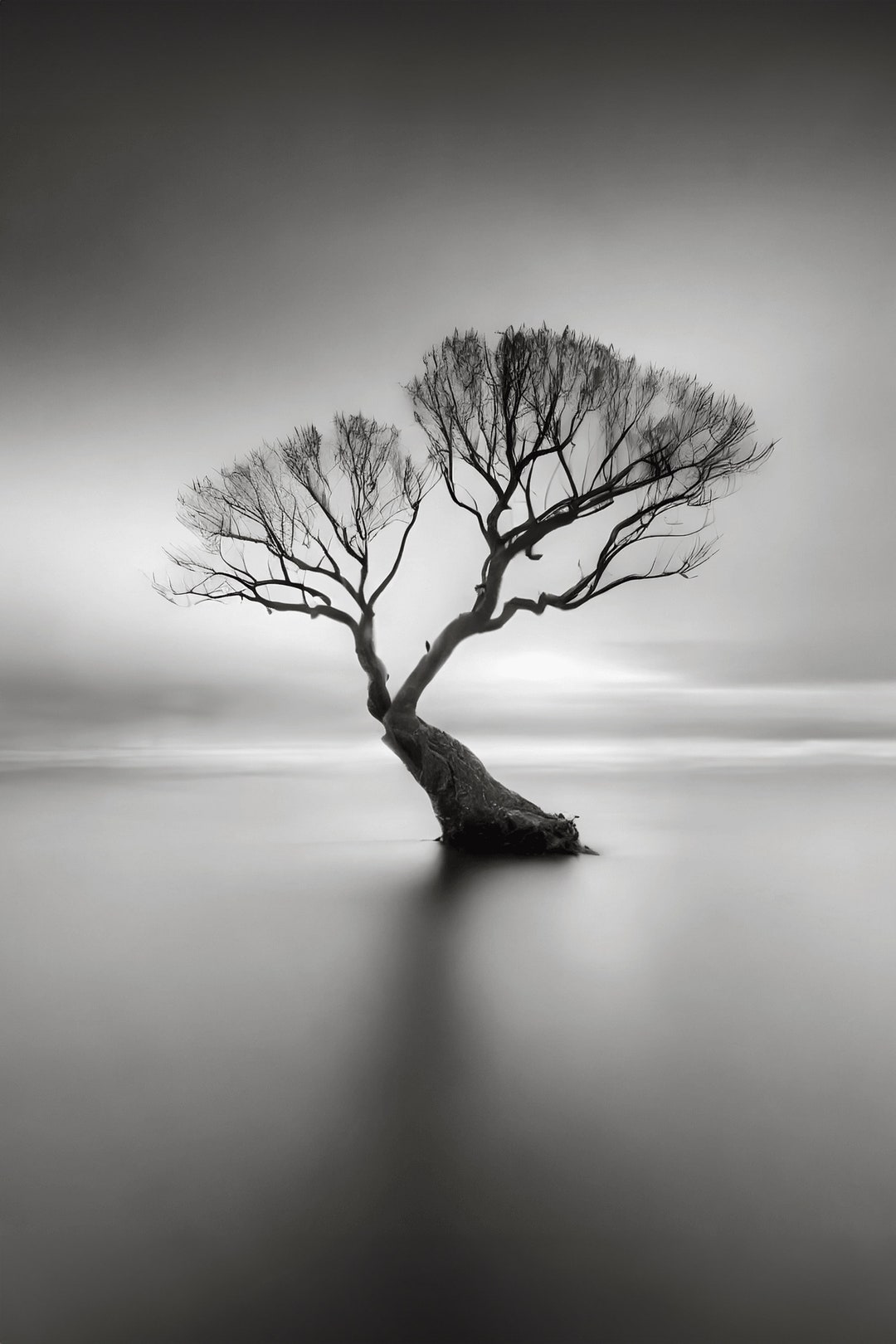 Black and White Fine Art Long Exposure Print of an Ancient Tree in the