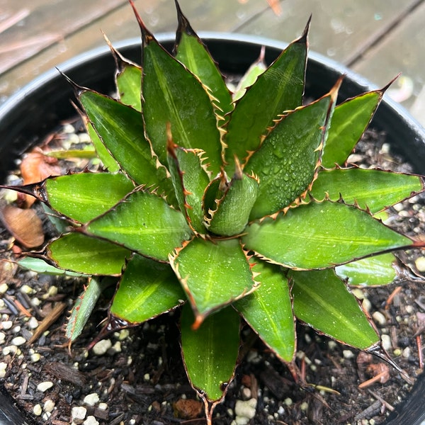 Agave lophantha 'Splendida'