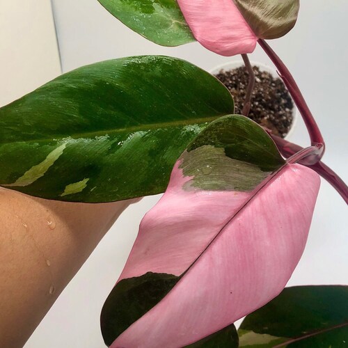 Philodendron Pink Princess Tissue Culture Variegated Plants Etsy