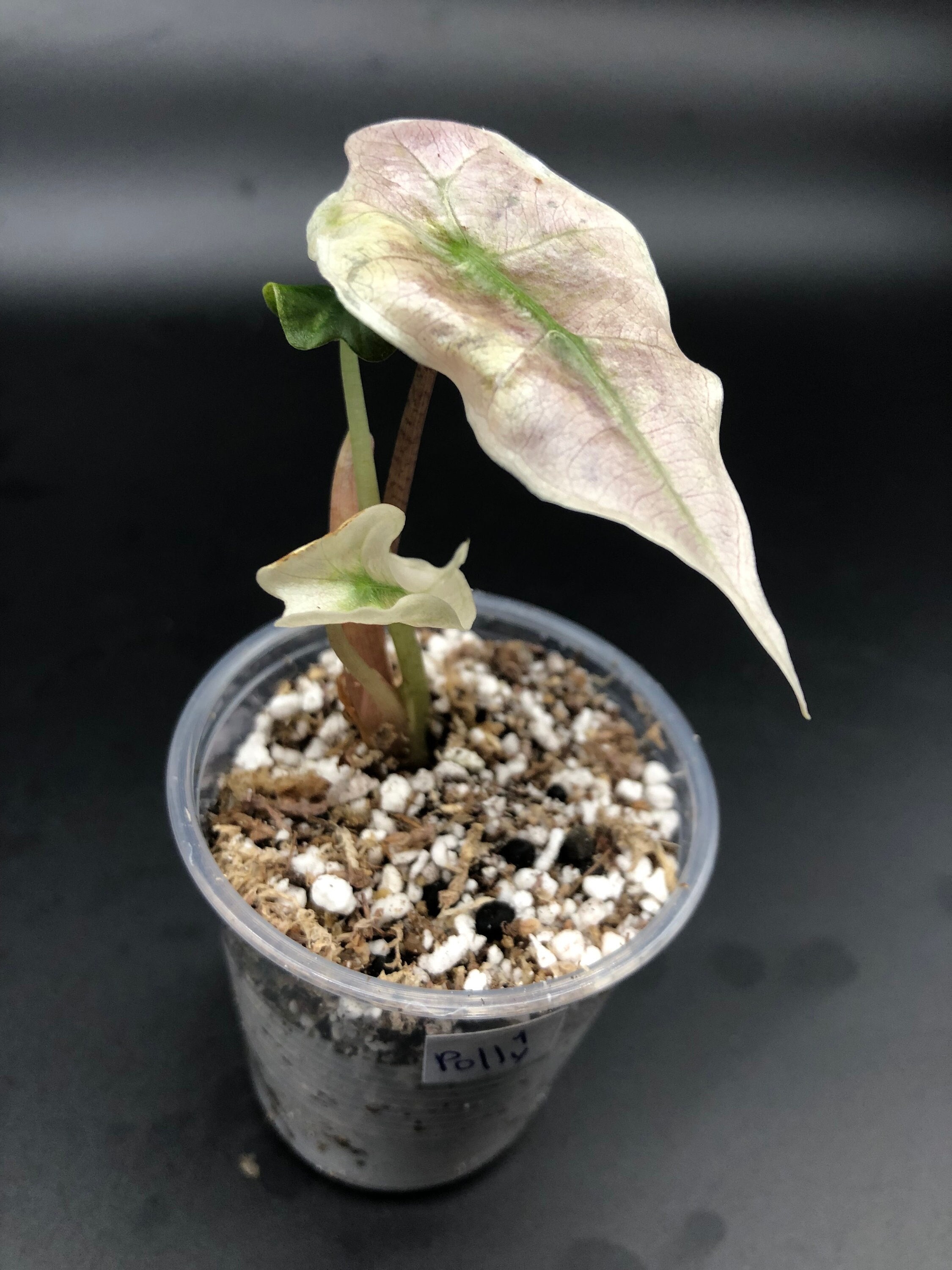 Pink Mint Variegated Alocasia polly Amazonica Plants Fully Rooted Strong  Roots System, Corm, Starter Bulb Baby US Seller Rare Gift for Her - Etsy  Australia
