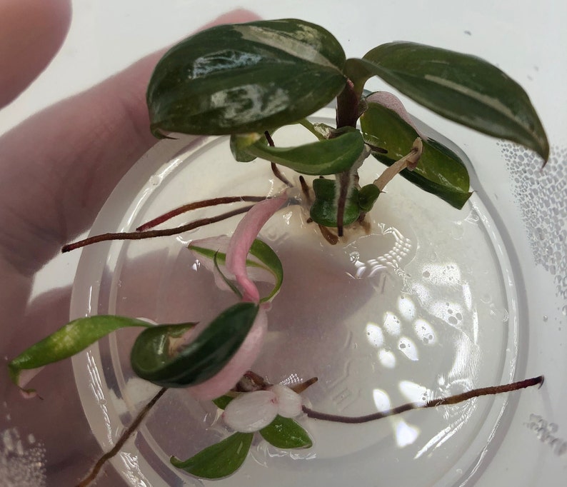 Philodendron Pink Princess Tissue Culture Variegated Plants Etsy