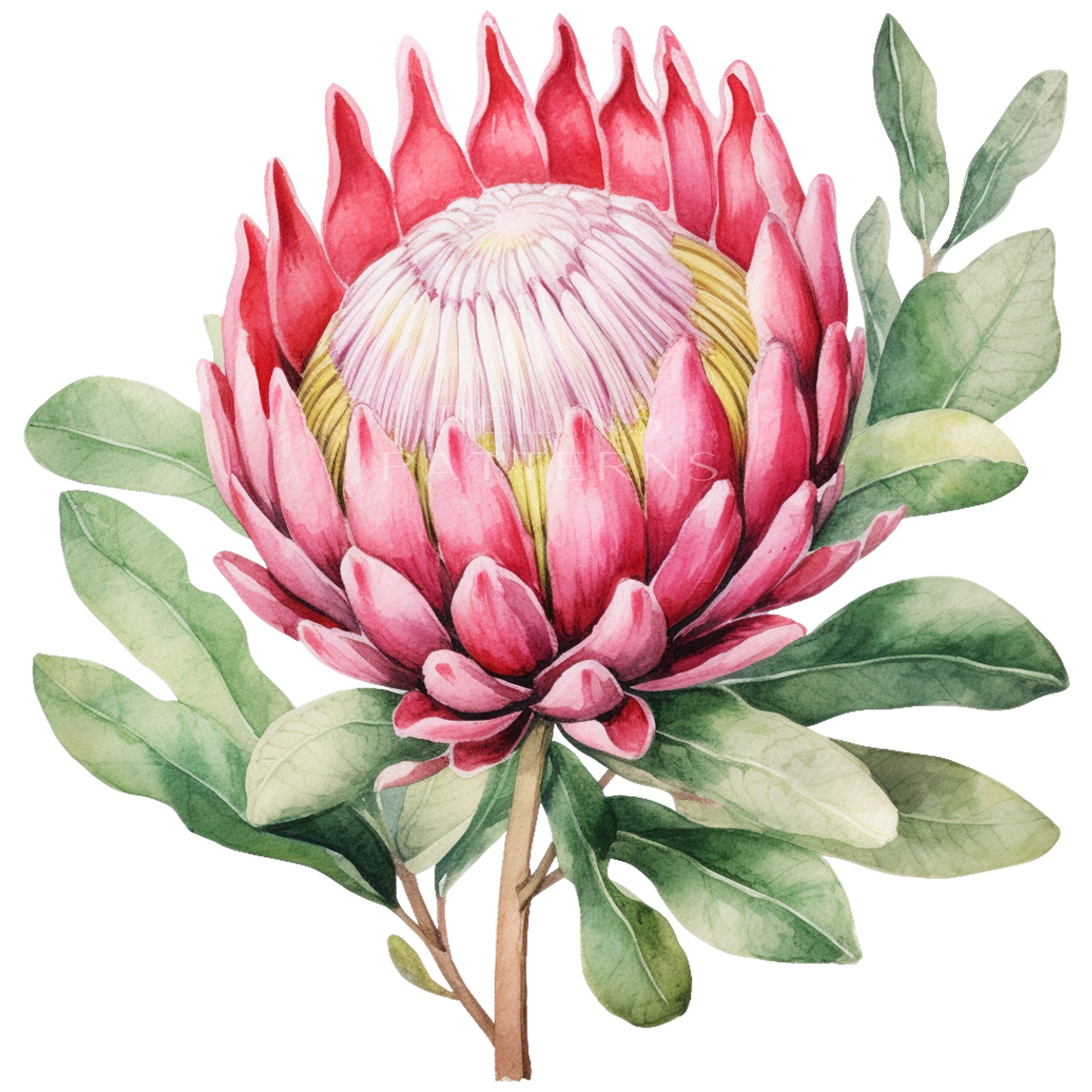 Protea Png Clipart - Etsy