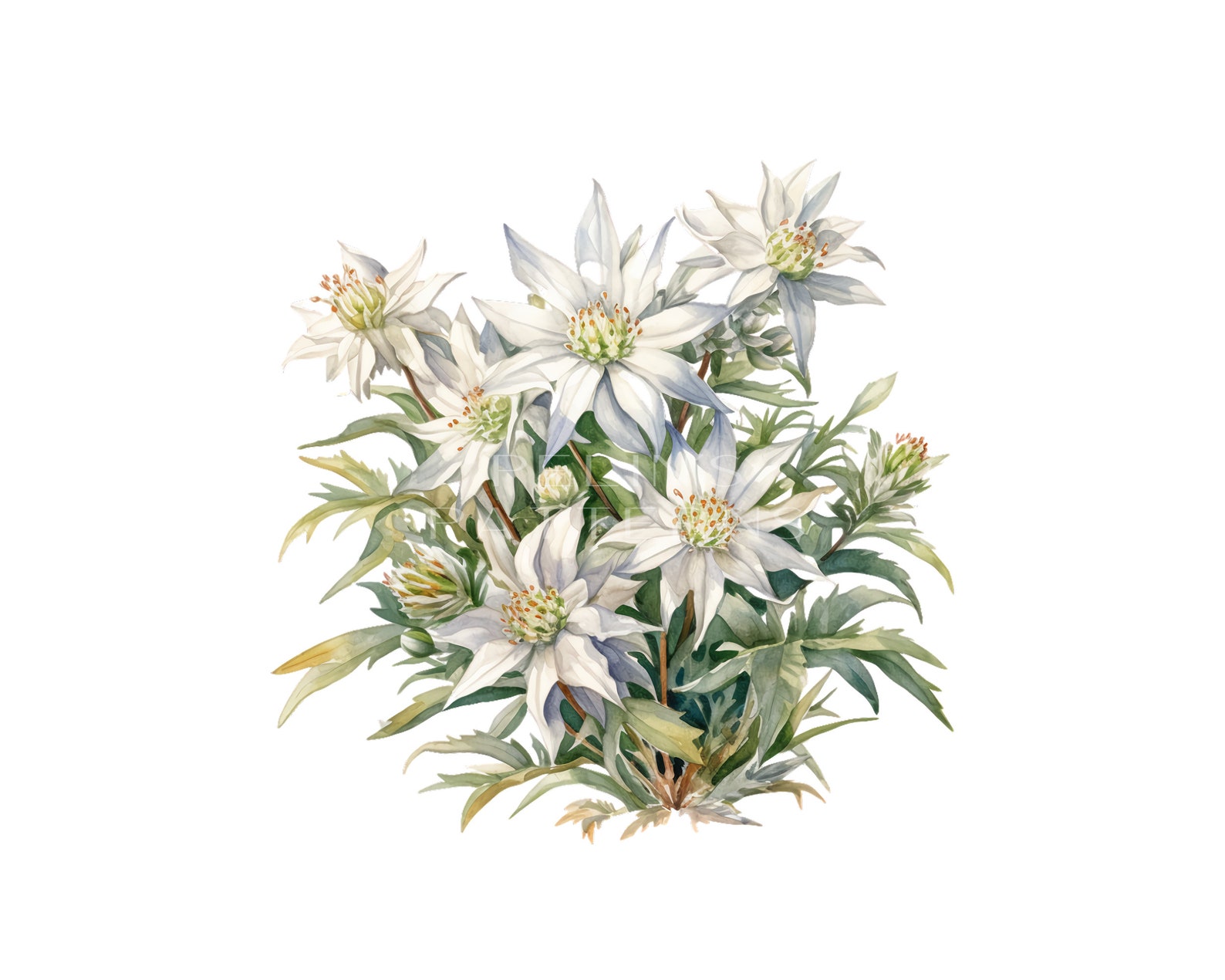 Edelweiss Alpine PNG Clipart - Etsy