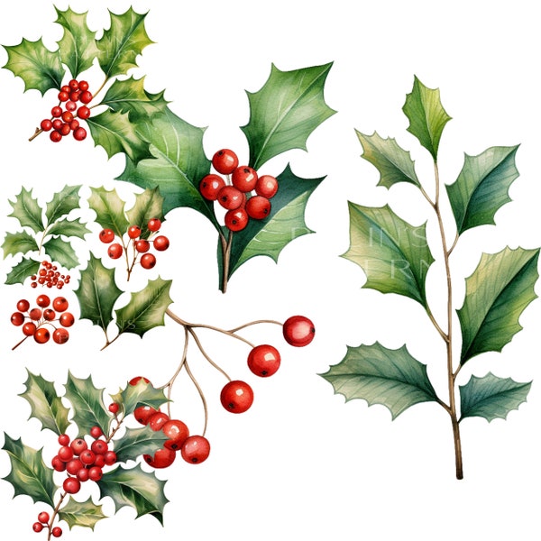 Christmas Holly Watercolor Clipart PNG, Christmas Illustration PNG