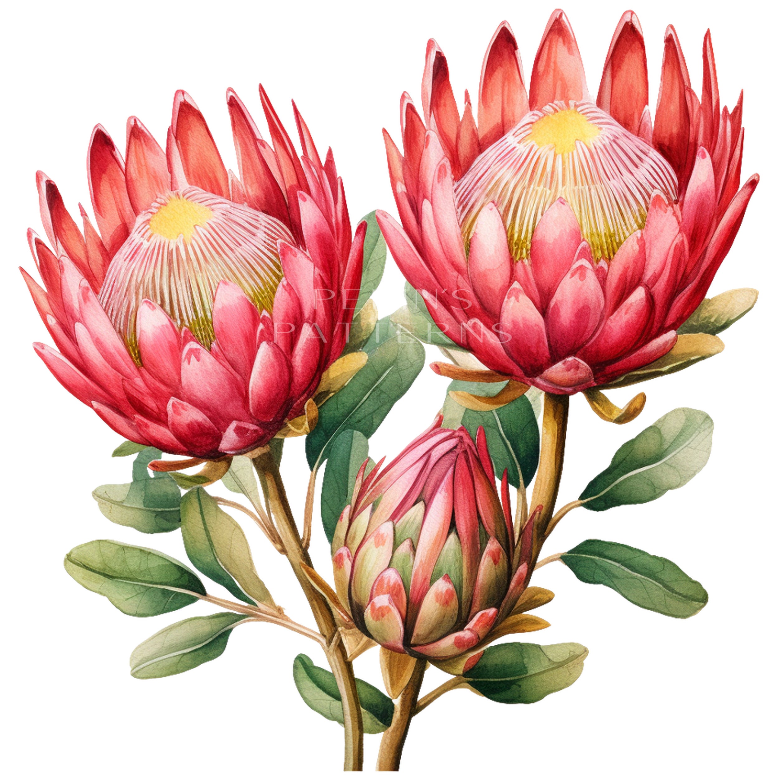 Protea Png Clipart - Etsy