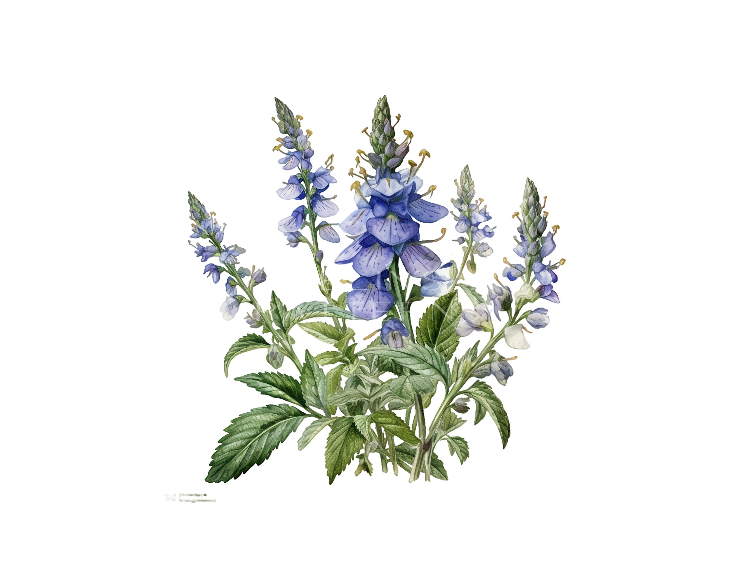 Flower Clipart PNG Veronica Speedwell Arrangement Etsy Canada