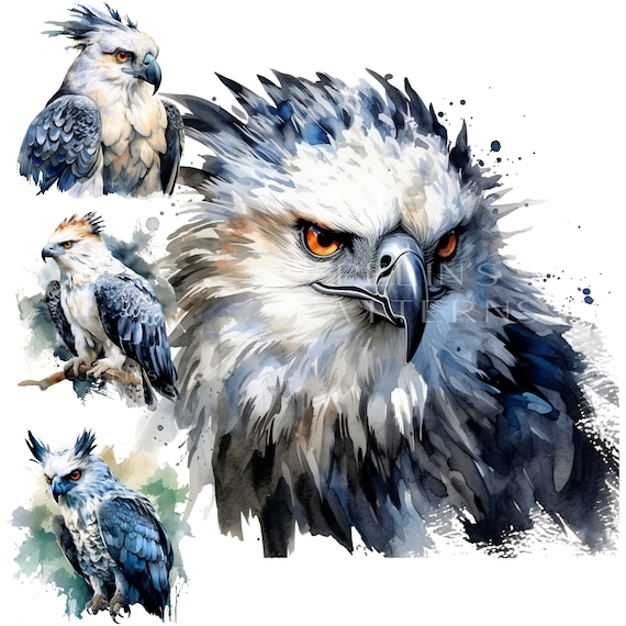 Illustrating the Harpy Eagle