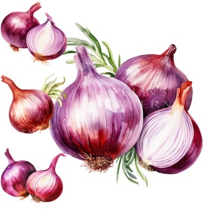 Shallots Watercolor Clipart, Watercolor, Vegetable, Hand Drawn PNG  Transparent Image and Clipart for Free Download