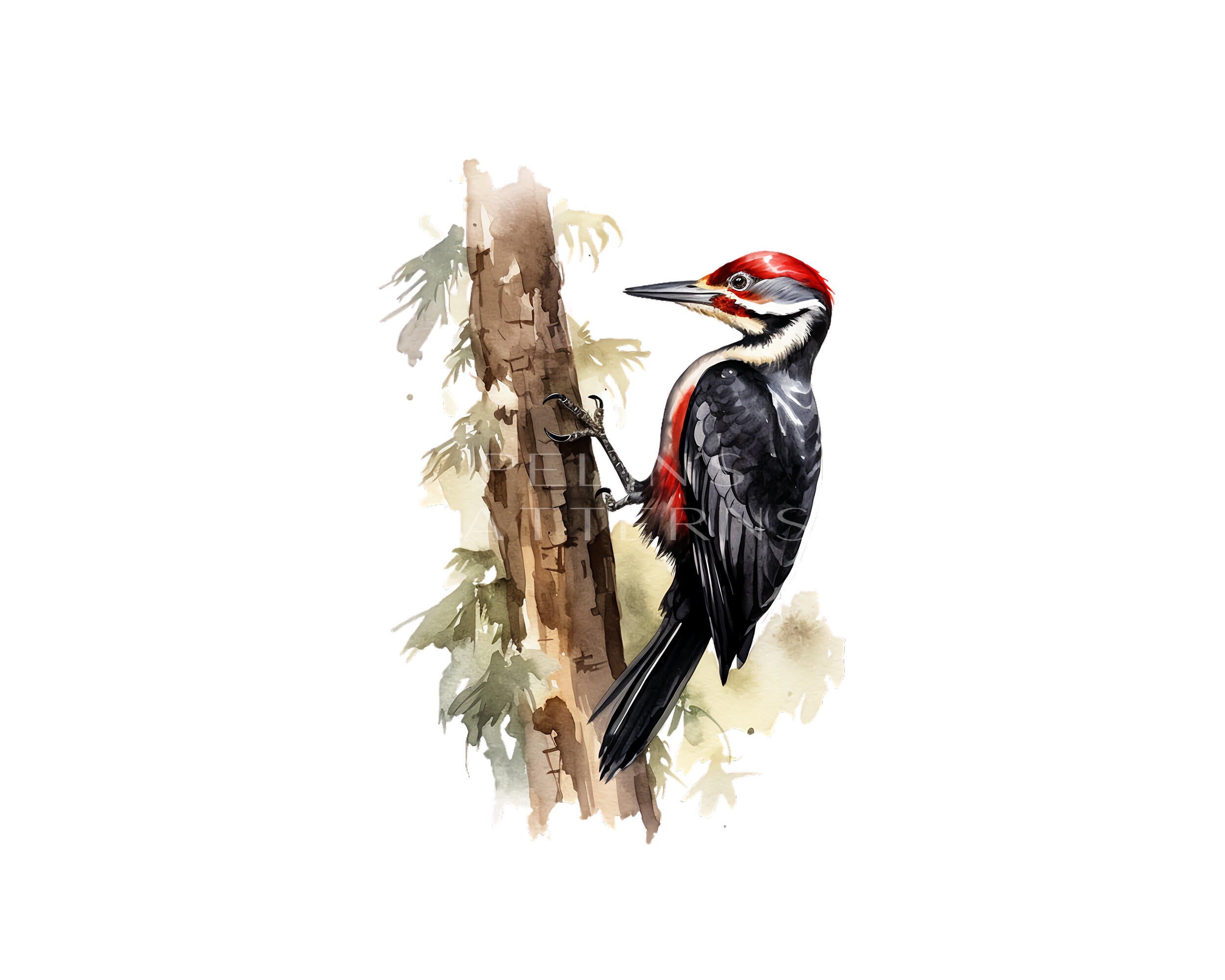 Pileated Woodpecker Clipart PNG - Etsy