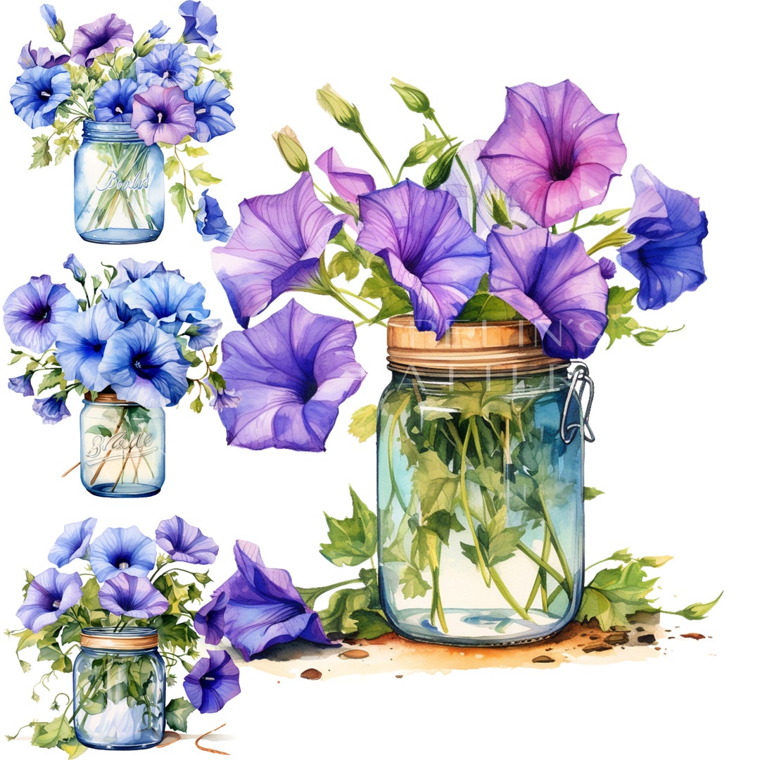 Morning Glory PNG Clipart - Etsy