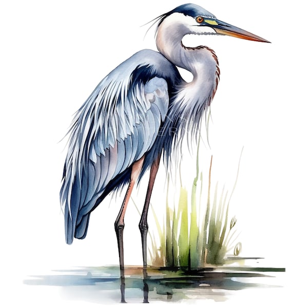 Blue Heron Png Clipart