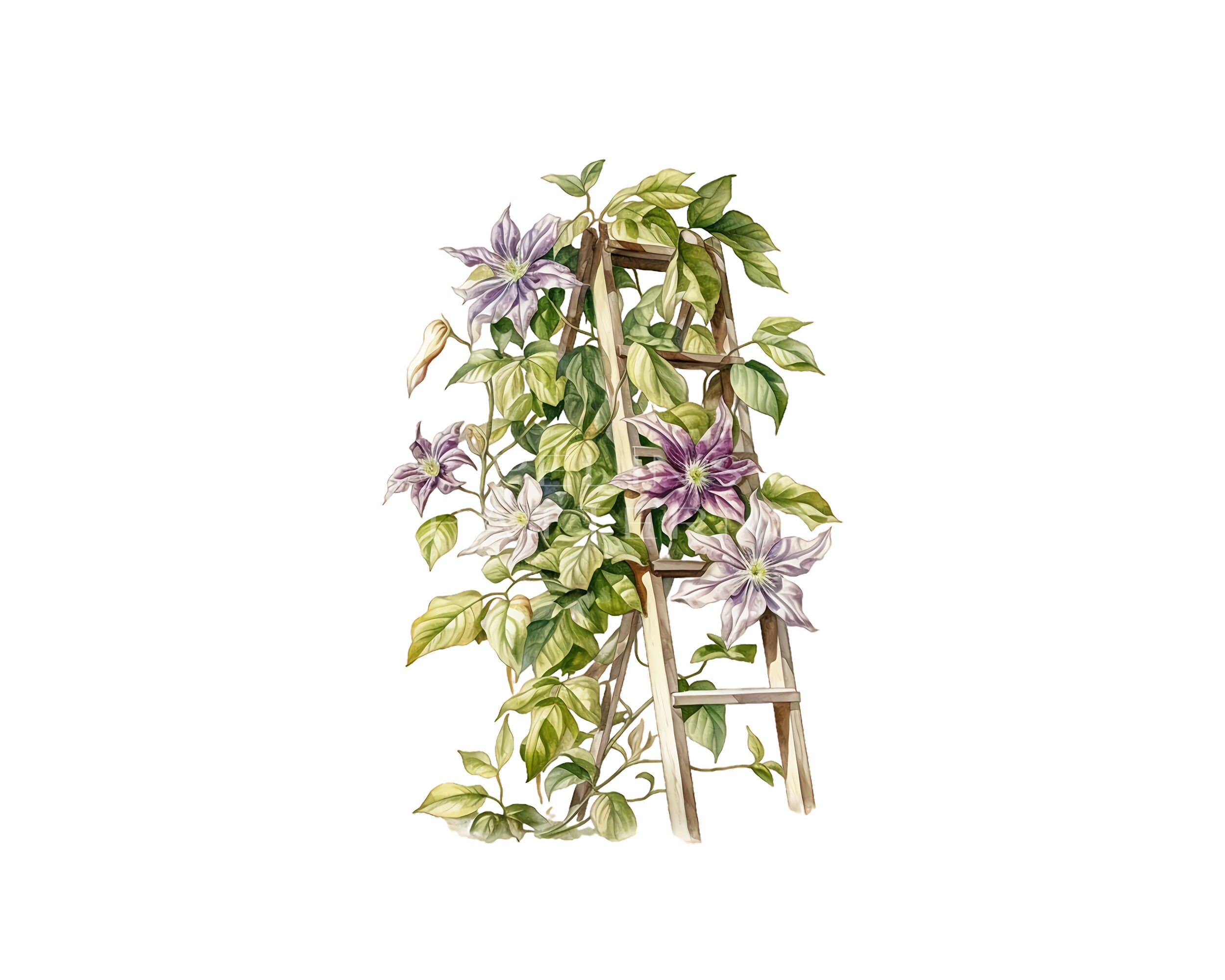 Clematis Vine Clipart PNG Etsy