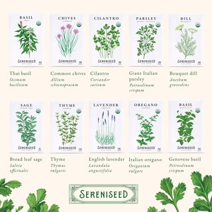 May include: Ten white seed packets from Sereniseed featuring botanical illustrations of Thai basil, common chives, cilantro, giant Italian parsley, bouquet dill, broad leaf sage, thyme, English lavender, Italian oregano, and Genovese basil herbs.