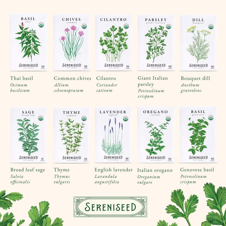 May include: Ten white seed packets from Sereniseed featuring botanical illustrations of Thai basil, common chives, cilantro, giant Italian parsley, bouquet dill, broad leaf sage, thyme, English lavender, Italian oregano, and Genovese basil herbs.