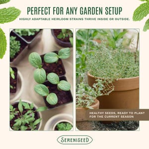 May include: A collage featuring young green seedlings in dark square pots and a mature herb plant in a terracotta pot. Text reads: PERFECT FOR ANY GARDEN SETUP, HIGHLY ADAPTABLE HEIRLOOM STRAINS THRIVE INSIDE OR OUTSIDE, HEALTHY SEEDS, READY TO PLANT FOR THE CURRENT SEASON, SERENISEED.