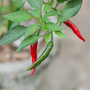 May include: Close-up of a chili pepper plant with green leaves and several chili peppers. Some peppers are bright red, while others are green. The plant is in a pot, with a blurred background.