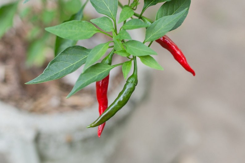 May include: Close-up of a chili pepper plant with green leaves and several chili peppers. Some peppers are bright red, while others are green. The plant is in a pot, with a blurred background.