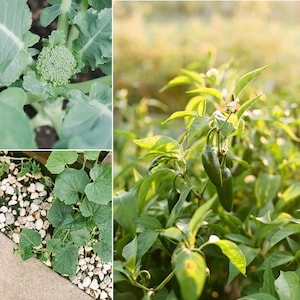 May include: A collage of images showcasing various garden plants. One image features a head of broccoli surrounded by large green leaves. Another shows green jalape&ntilde;o peppers growing on a plant. The third image displays cucumber plants.