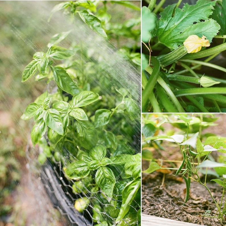 May include: A vibrant image showcasing a garden with various plants. Lush green basil is being watered, while other sections display zucchini with yellow flowers and green beans growing in soil. The scene captures the freshness of a home garden.