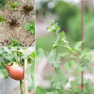 May include: A collage of images showcasing a garden. One image features various lettuce plants growing in a bed of straw. Another shows a pea plant with delicate green leaves and white flowers. A third image displays a large, ripe tomato on the vine.