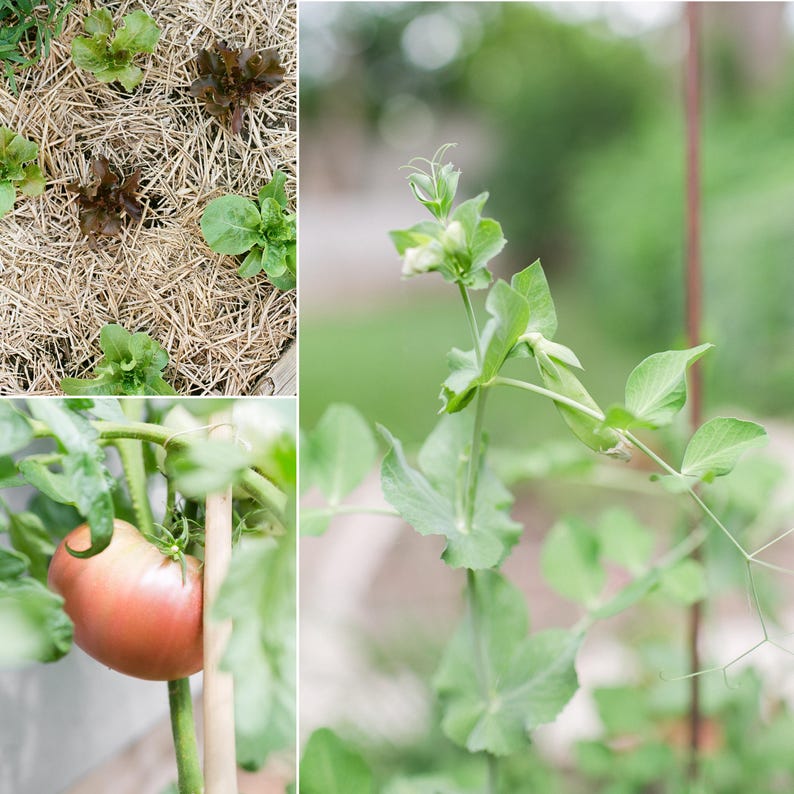 May include: A collage of images showcasing a garden. One image features various lettuce plants growing in a bed of straw. Another shows a pea plant with delicate green leaves and white flowers. A third image displays a large, ripe tomato on the vine.