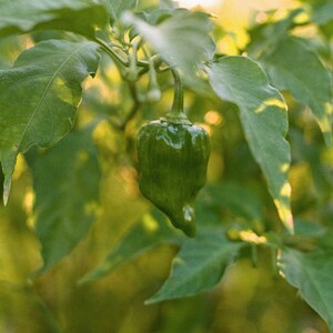 May include: A close-up of a green pepper hanging from a plant. The pepper is a vibrant green color and has a slightly wrinkled texture. The leaves of the plant are a deep green, and the background is blurred with sunlight.