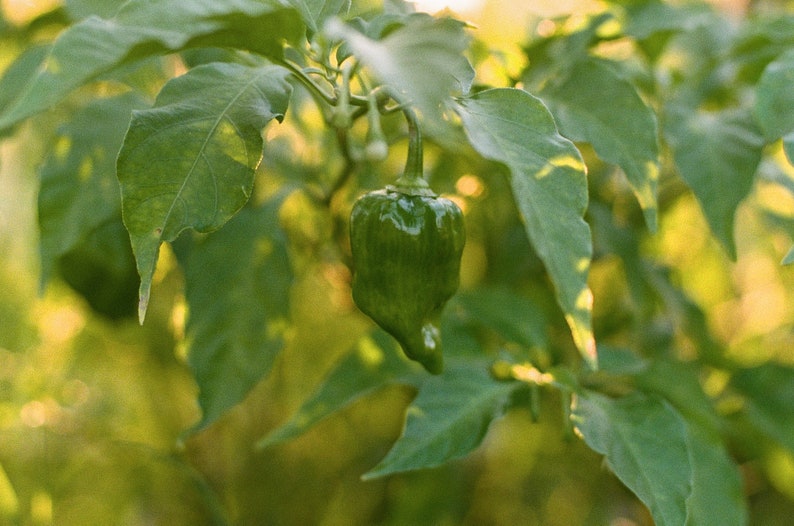 May include: A close-up of a green pepper hanging from a plant. The pepper is a vibrant green color and has a slightly wrinkled texture. The leaves of the plant are a deep green, and the background is blurred with sunlight.