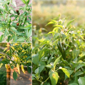 May include: A collage of images showcasing chili pepper plants. The plants feature green and red peppers, with vibrant green leaves. The peppers are growing in a garden setting, with sunlight illuminating the plants.