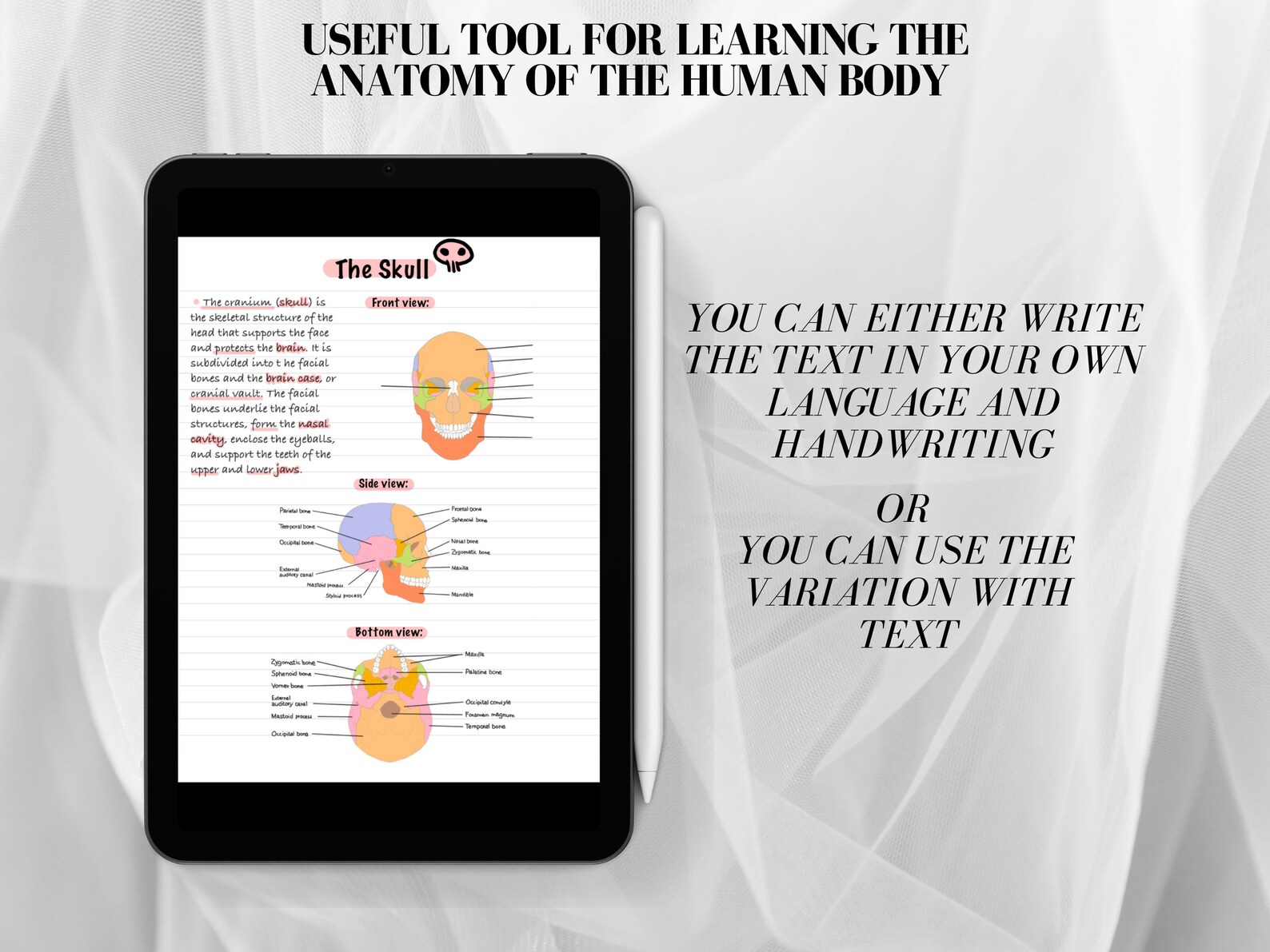 Human Anatomy Digital Stickers, Goodnotes Anatomy Stickers, Medical
