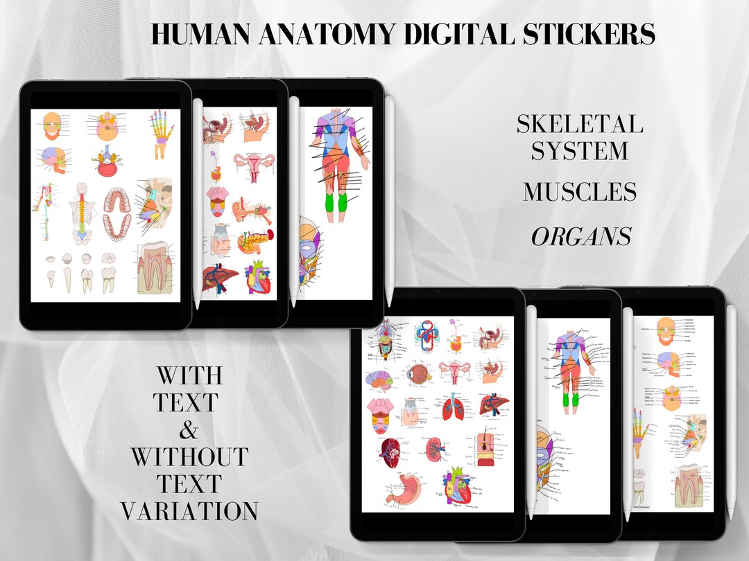 Human Anatomy Digital Stickers, Goodnotes Anatomy Stickers, Medical