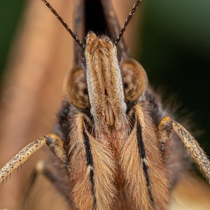 Red Admiral butterfly portrait