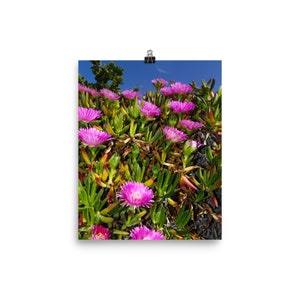 Santorini Succulents: Vibrant Mediterranean Photo for Your Home