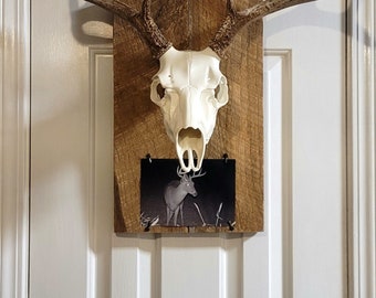 Whitetail Deer Skull Mount Plaque Hand Made