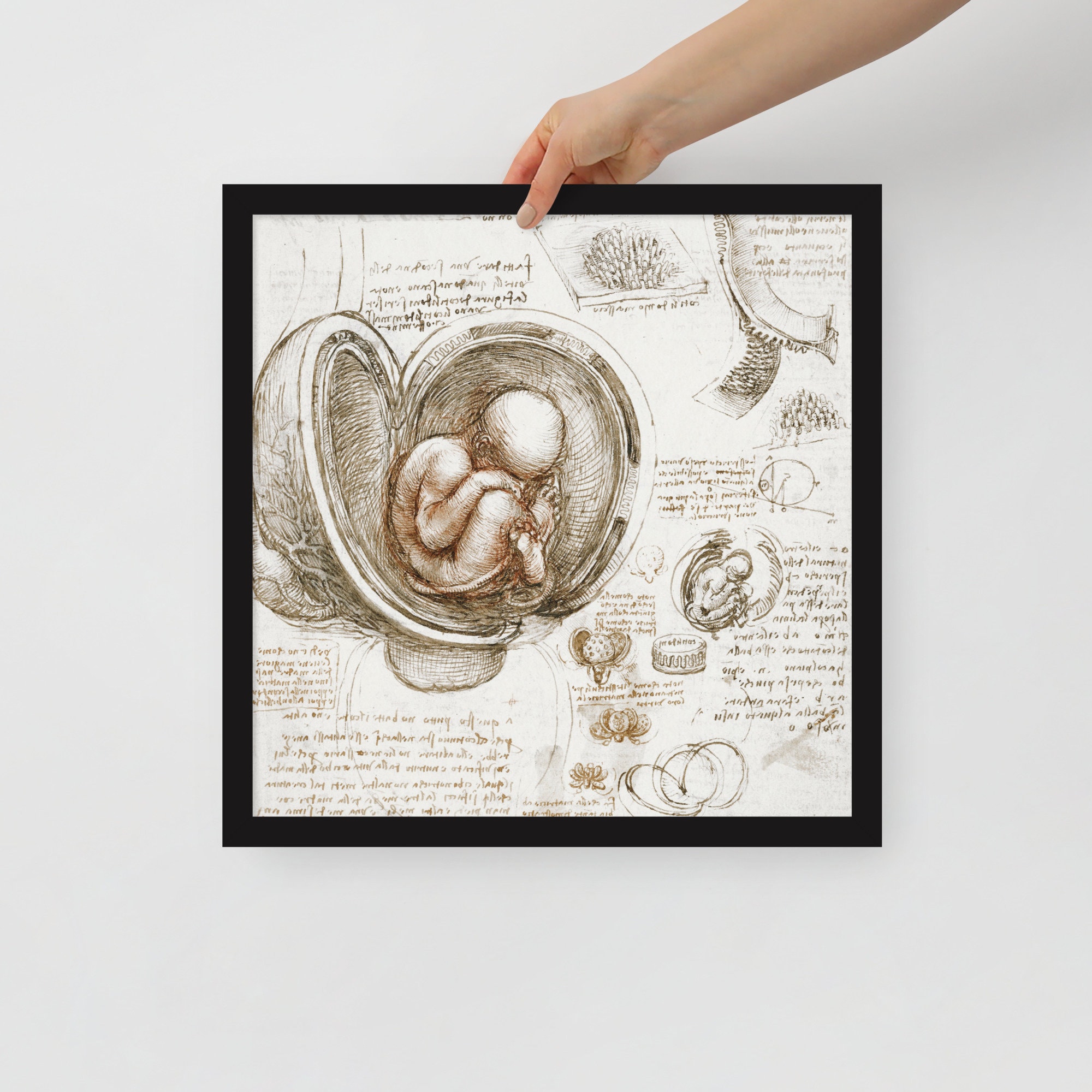 Embryo In The Womb By Leonardo Da Vinci