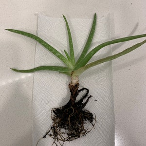 Aloe Plant