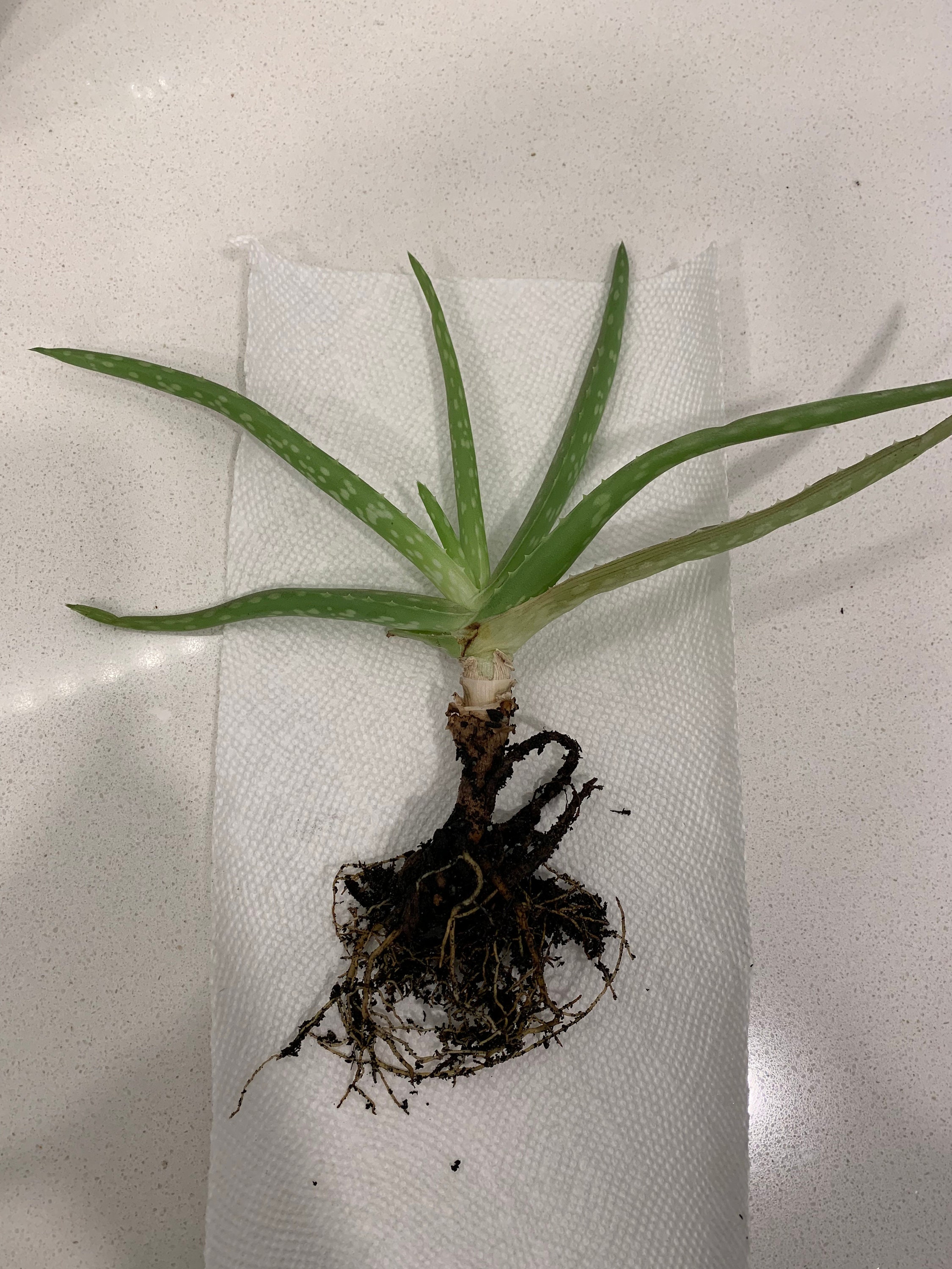 Edible aloe vera plant - Etsy sterreich
