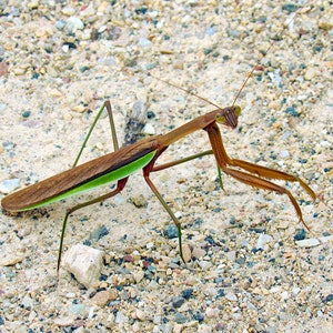 Praying mantis printable wall art