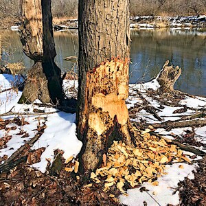 Beaver tree printable wall art