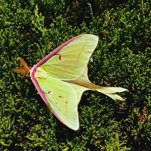 Arte mural imprimible de la polilla Luna