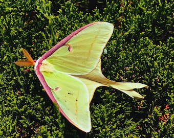 Puede incluir: Una polilla luna verde y rosa con antenas largas y delgadas está posada sobre un lecho de follaje verde.