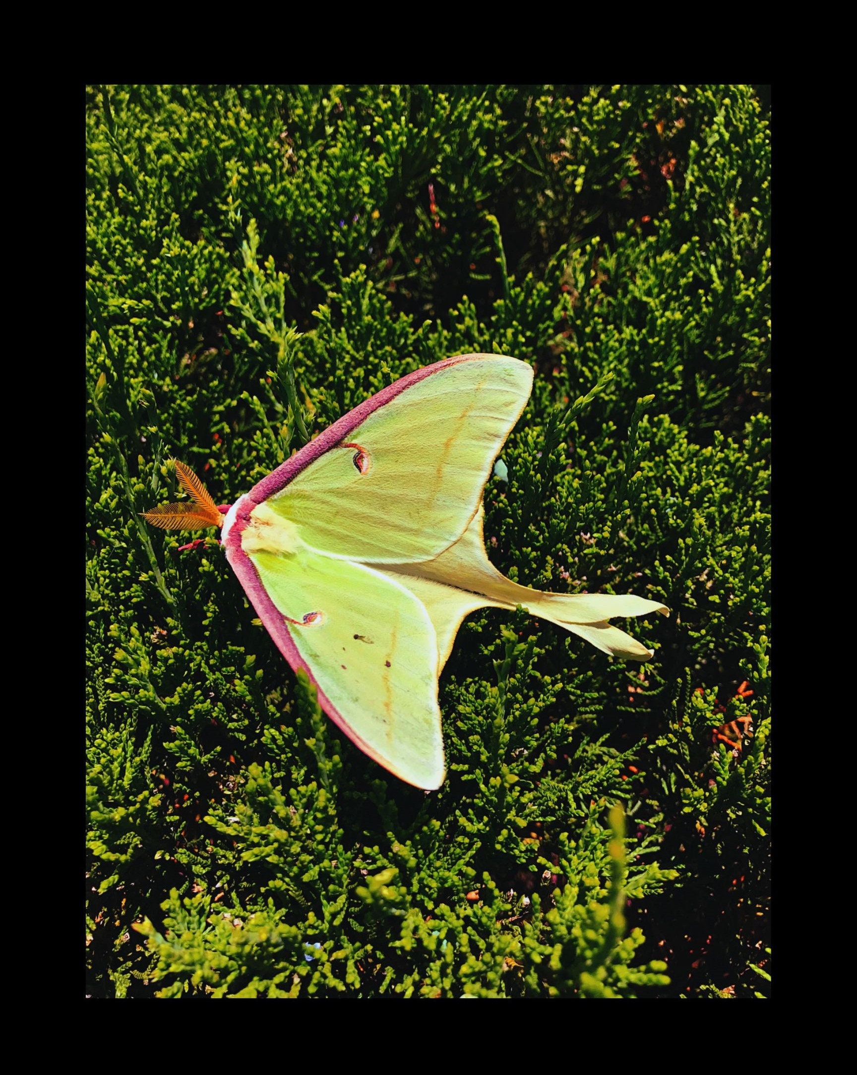 Luna Moth Printable Wall Art - Etsy