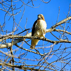 Hawk printable wall art