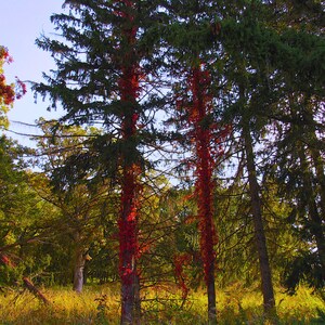 Pine tree printable wall art