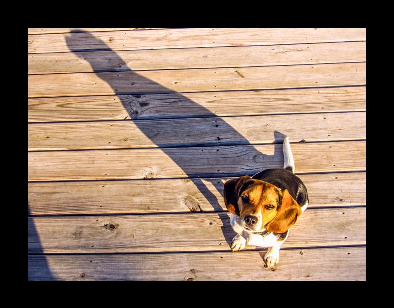 Beagle Printable Wall Art - Etsy