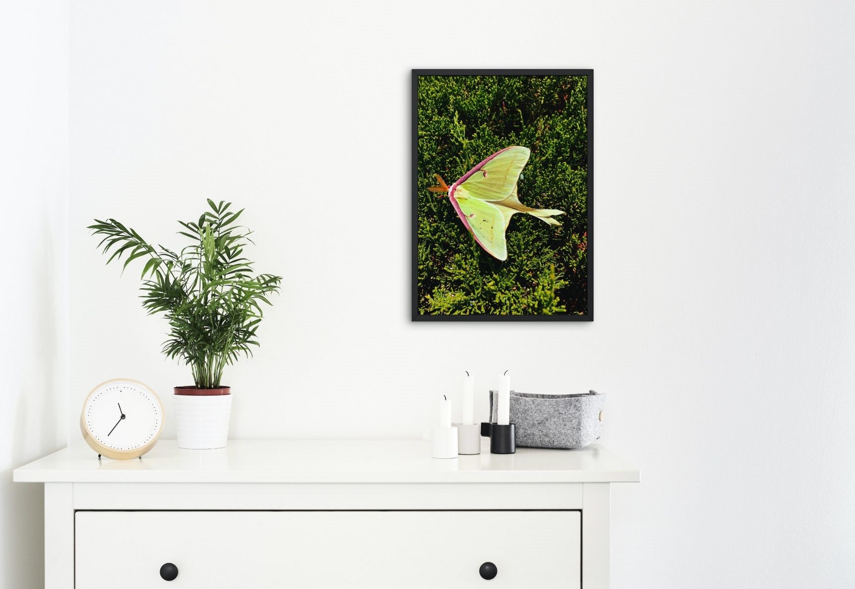 Luna Moth Printable Wall Art - Etsy