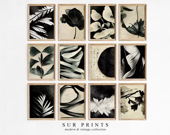 Dark Neutral Botanical Gallery Wall Art / Moody Floral Print Set, Arte de pared de 12 piezas, Impresión de Academia Oscura, Descargar, Arte de pared imprimible / 168