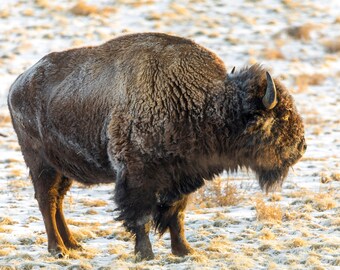 Good Morning Sun, American Bison Photo, Wild West Wildlife, Buffalo, Wall Decor, American Buffalo