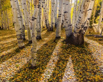 Landscape Wall Decor Fall Aspens, Aspen Shadows, Colorado Fall Leaves, Photography Prints, Colorado Print, Mountain Aspens, Fall Wall Decor